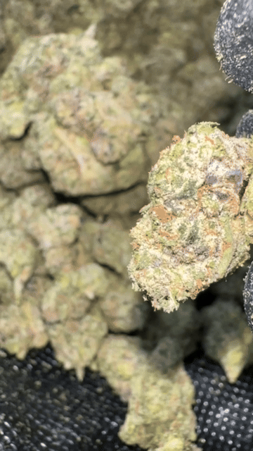 Exotics [Import] 🇺🇸