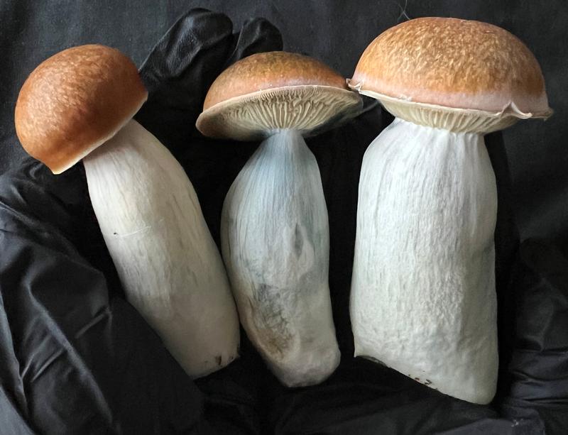 Magic Mushrooms: Melmac 116