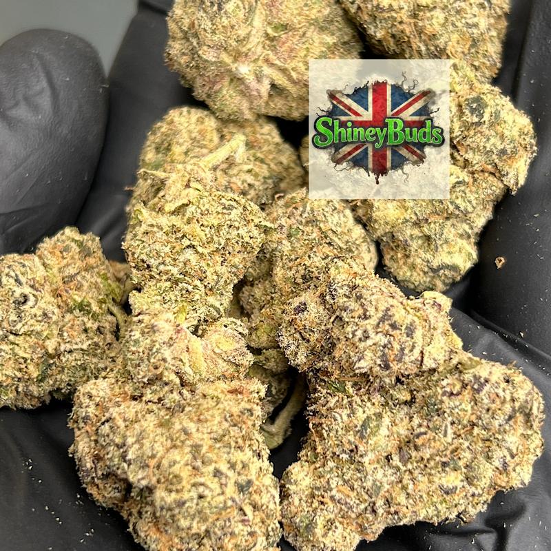 🇺🇸 Zangbanger By Wizard Trees
