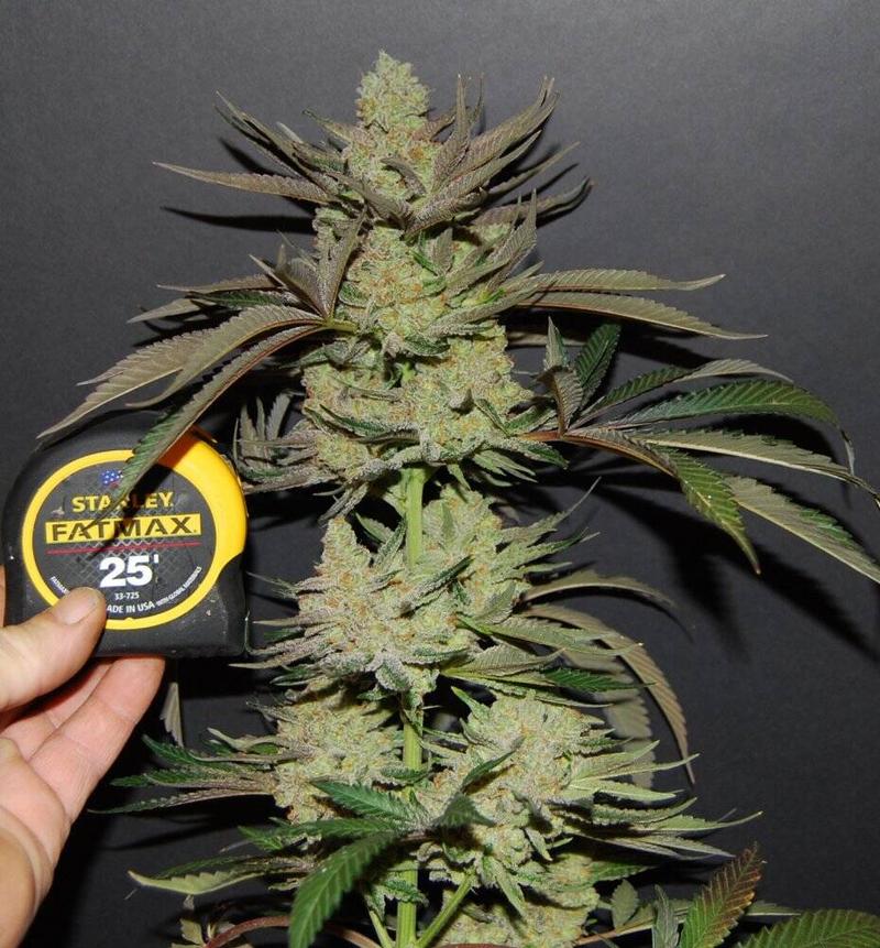 Greenpoint Seeds