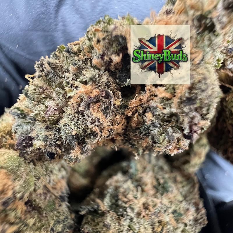 🇺🇸 Jungle Juice by WIZARD TREES