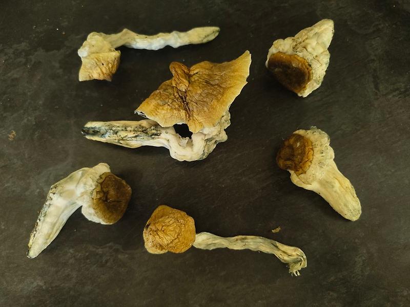 Big Foot - Magic Mushroom