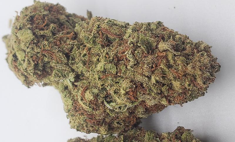 CINDERELLA 99 (SATIVA DOM)