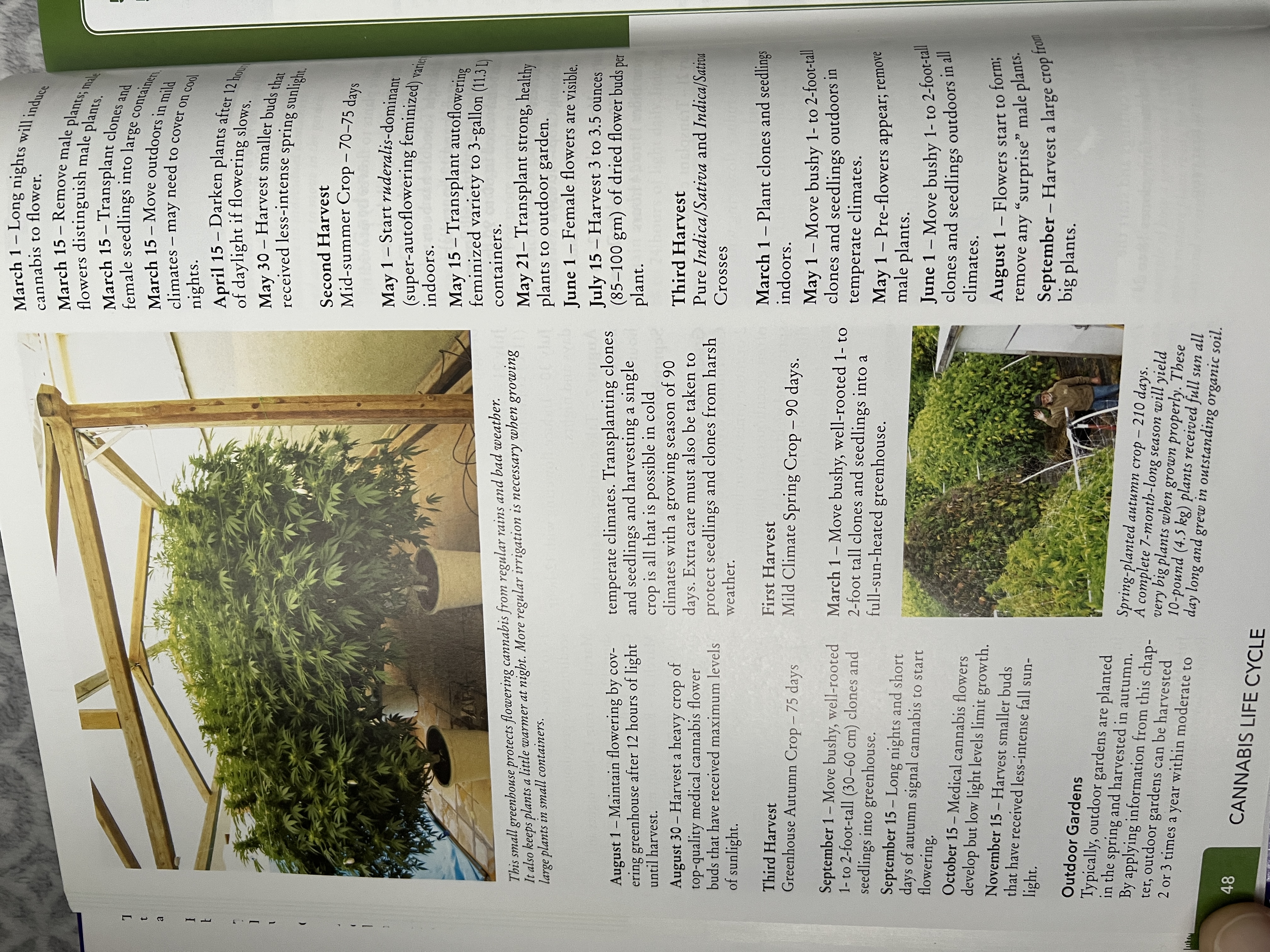 The Cannabis Encyclopaedia by J.C