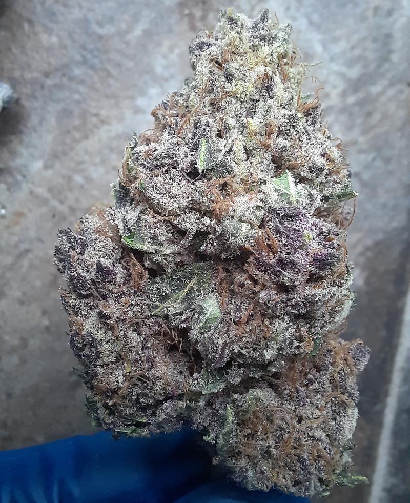 PURPLE LEMONADE - 70/30 INDICA