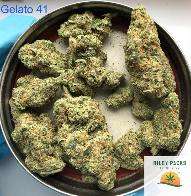 Gelato 41 (Sunset sherb x Thin Mint Cookies)