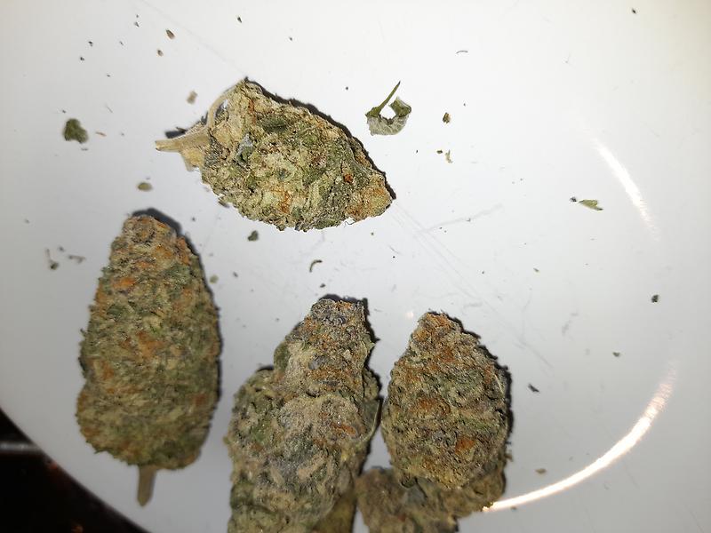 MIMOSA (PORTLAND IMPORT)