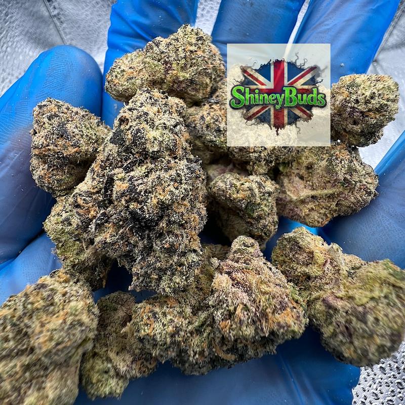 🇺🇸 Black Bow WIZARD TREES