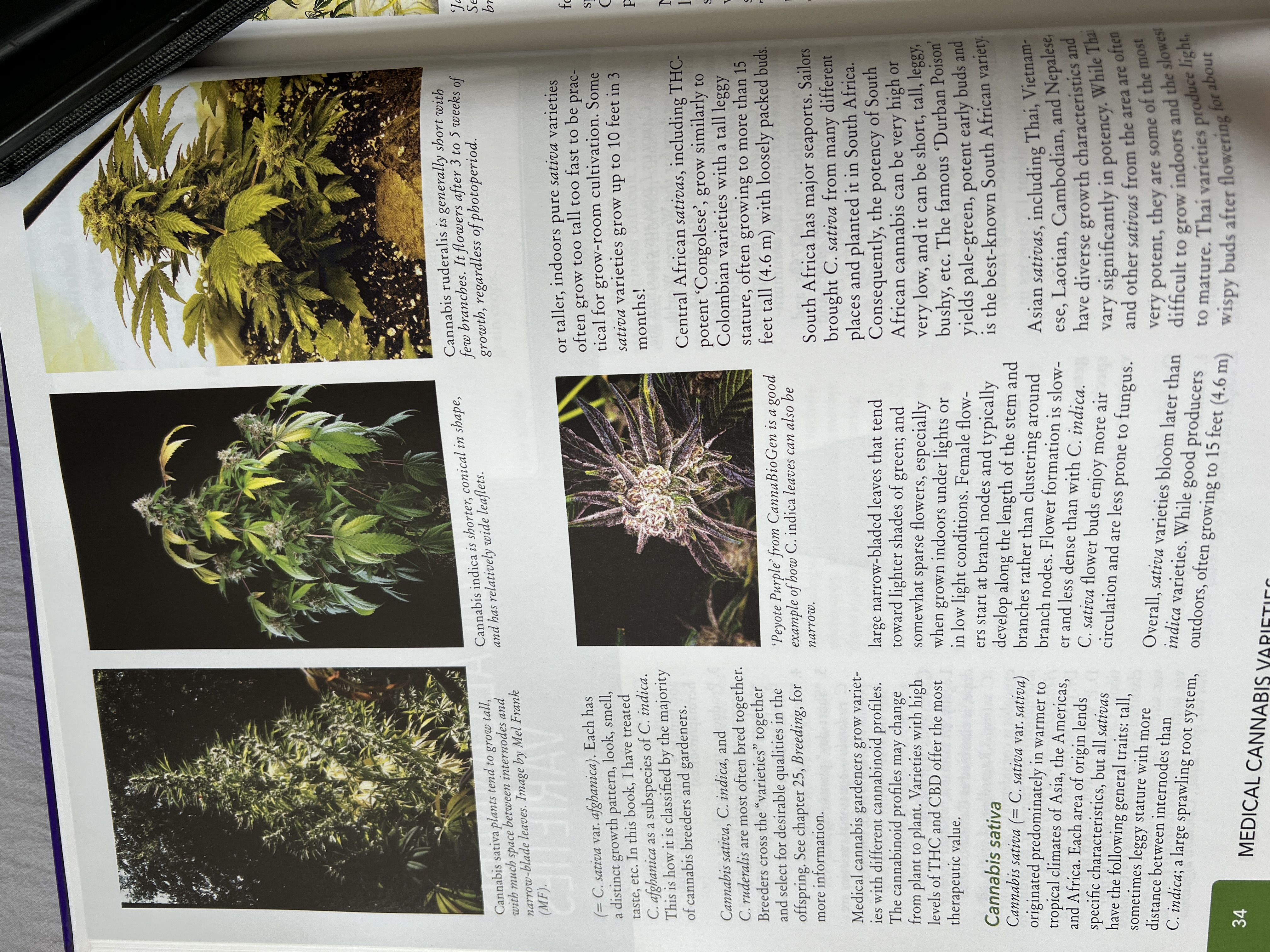 The Cannabis Encyclopaedia by J.C