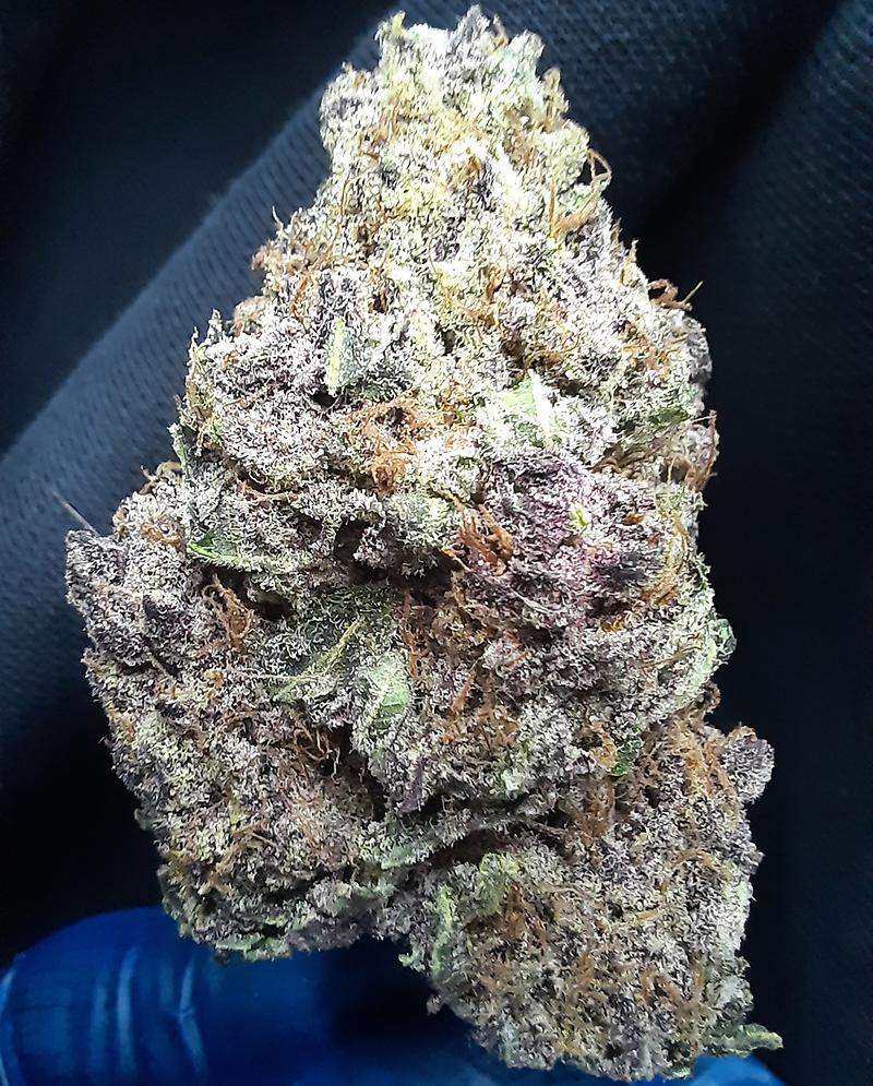 PURPLE LEMONADE - 70/30 INDICA