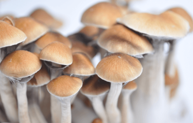 McKennaii Psilocybe Cubensis