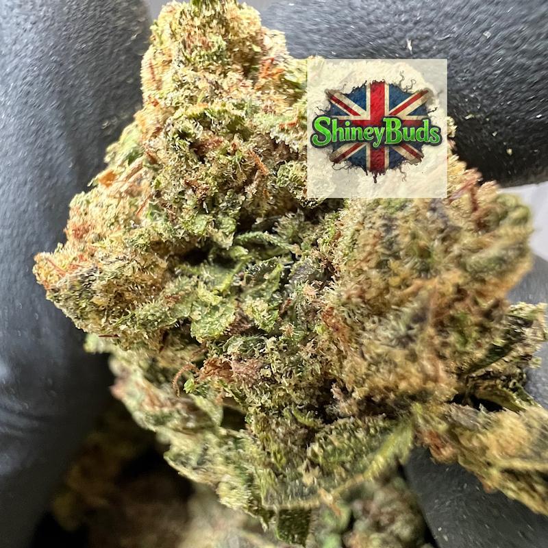 🇬🇧 Blue Kool Aid