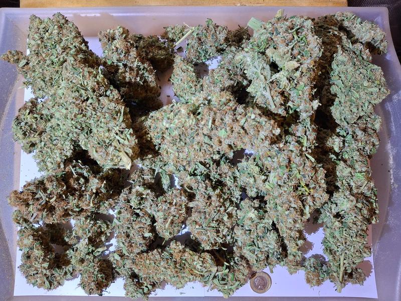 Delicious Strong Super Lemon Haze