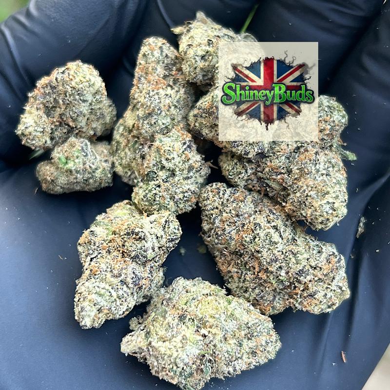 🇺🇸 Black Cod TENCO