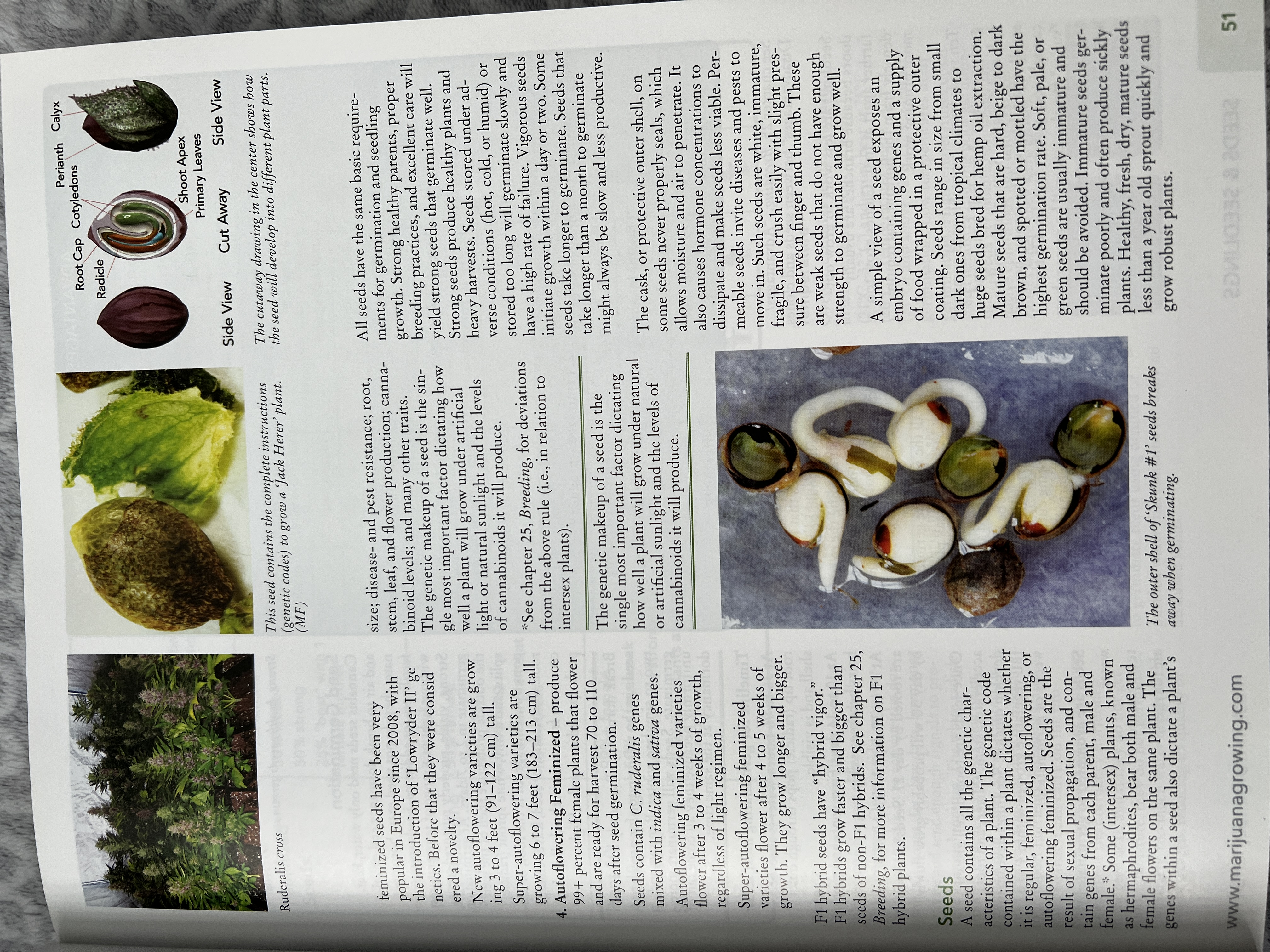 The Cannabis Encyclopaedia by J.C