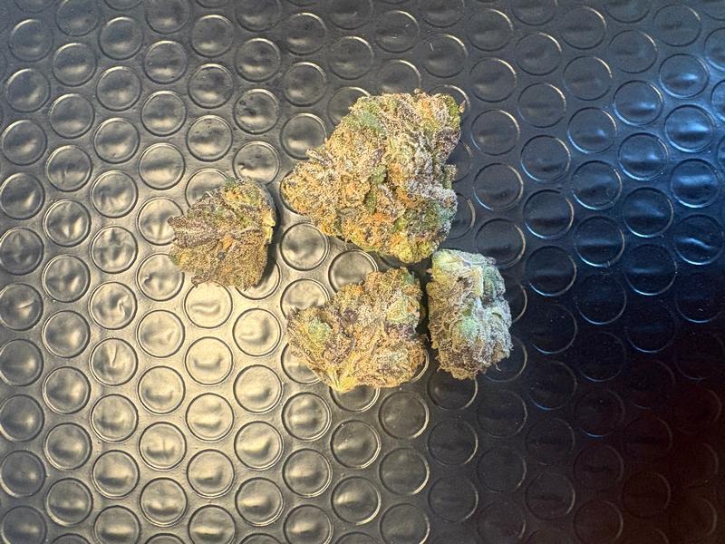 Gelato 41