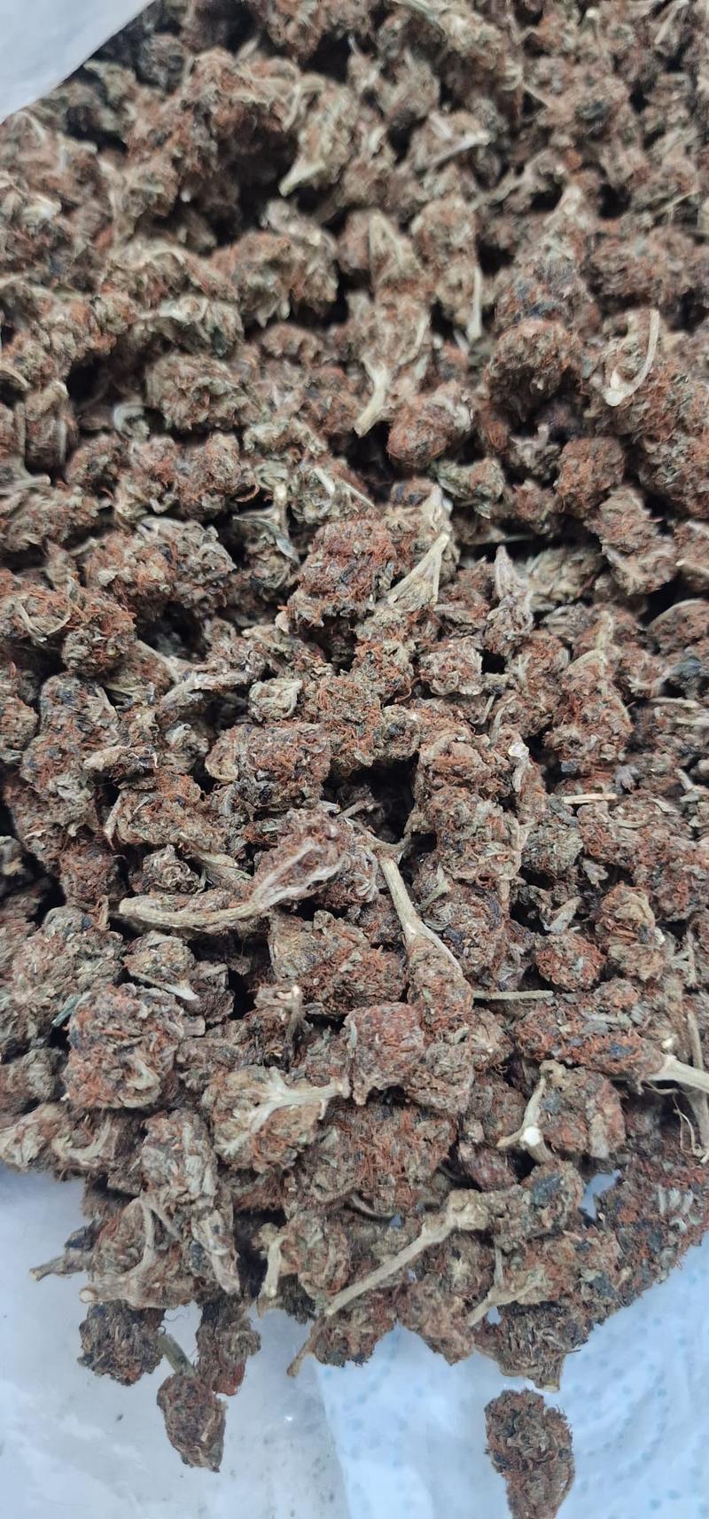 Introductory Stardog Smalls 🐩