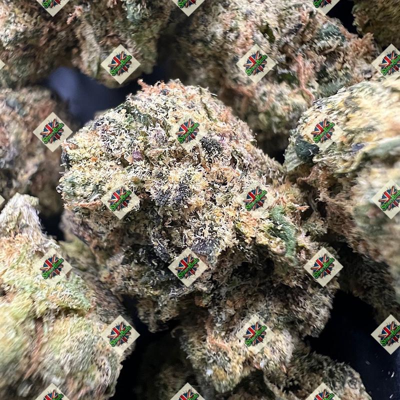 🇺🇸 Wiz Cure