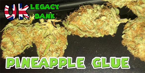 PINEAPPLE GLUE (Pineapple x Gorilla Glue)