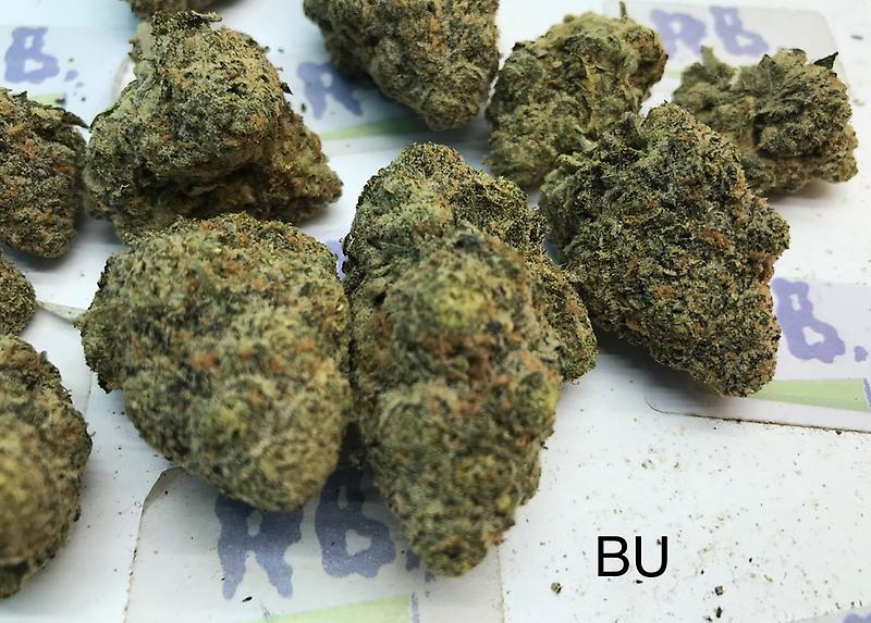 LAUGHING BUDDHA MID SHELF CALI