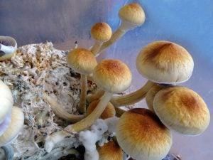 Magically magic mushrooms