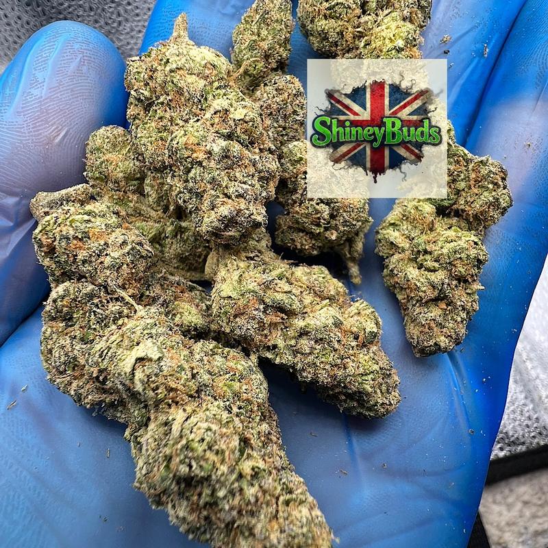 🇺🇸 Gelato x Zoap (Mids)