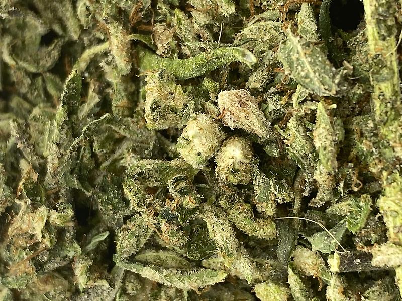 Exodus Cheese Shake - Utmost Dank - Preroll Quality