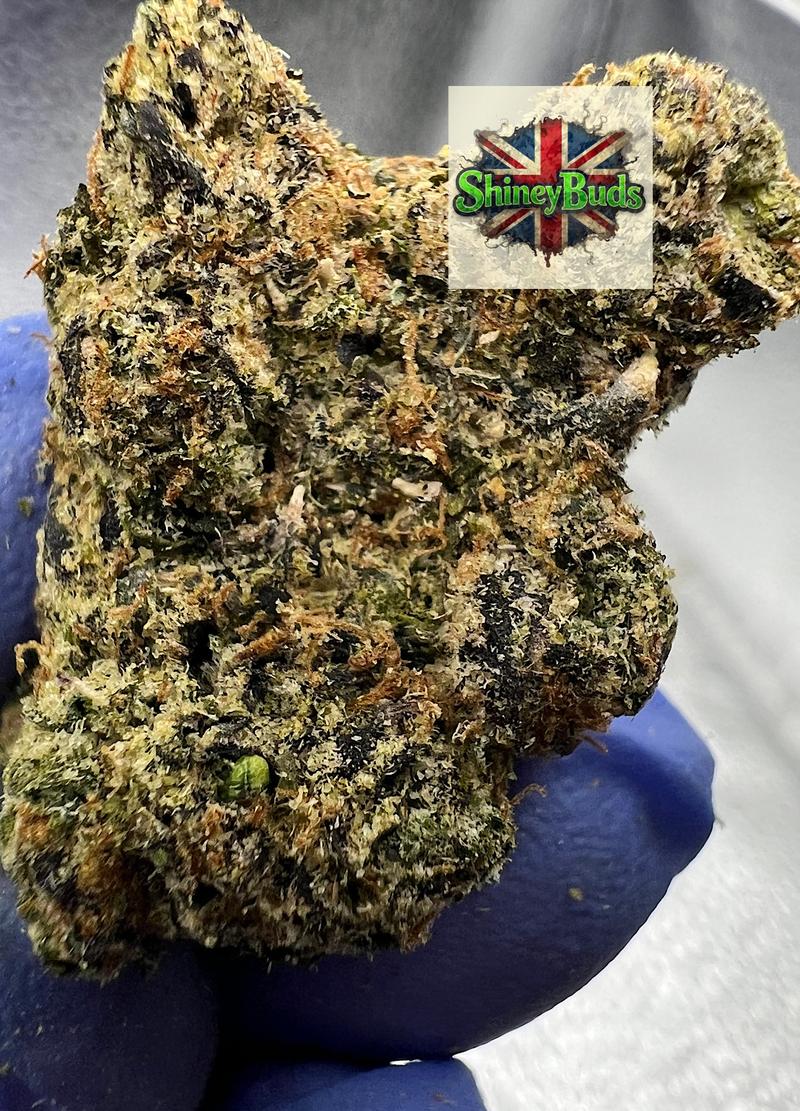 🇺🇸 White Cherry Gelato (Tops)