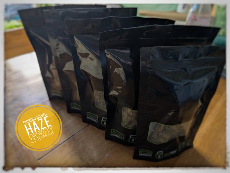 Shining silver haze Organic grow