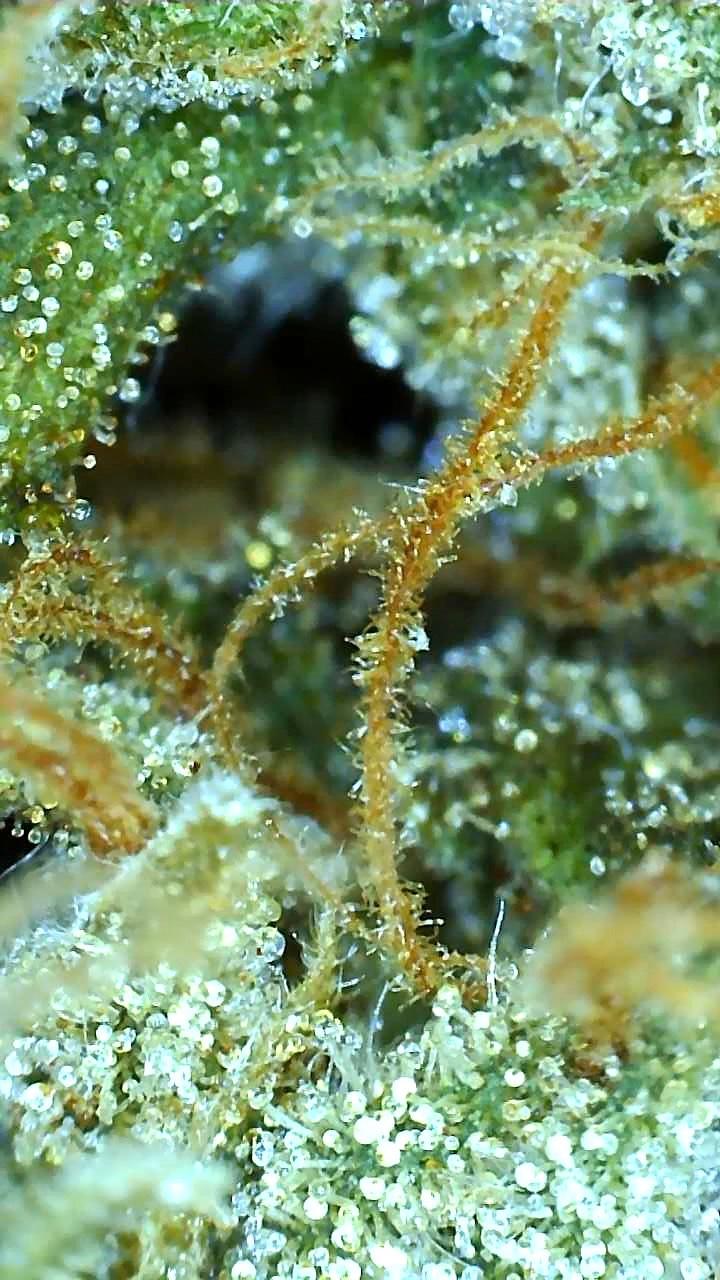 Wedding Cake (Cherry Pie x GSC x OG Kush)