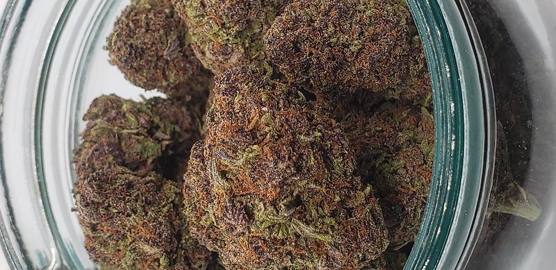 CHERRY CHOCOLATE GELATO (INDICA)