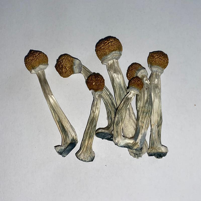 Golden teacher magic mushrooms