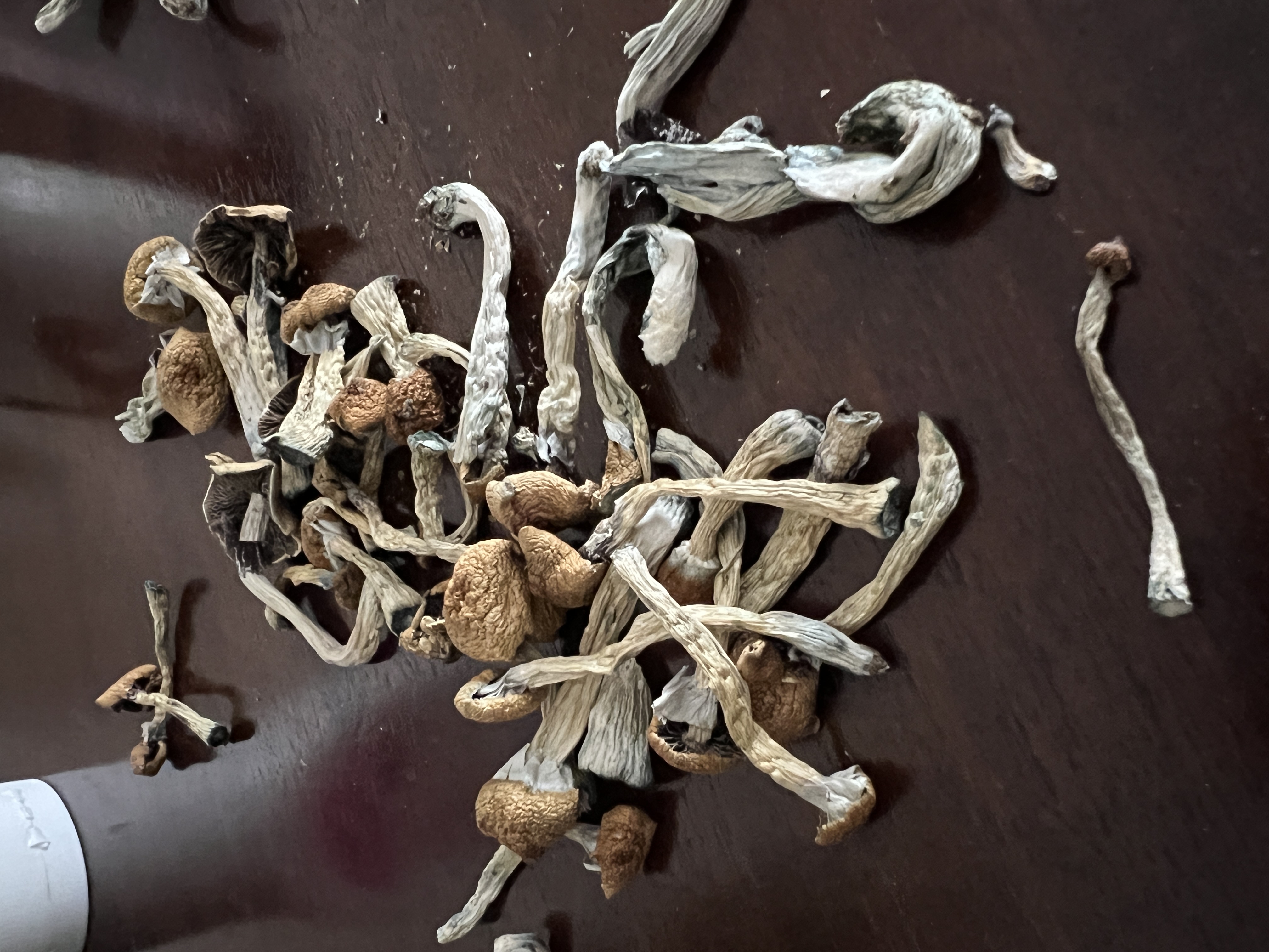 Magic Mushrooms: Stargazer