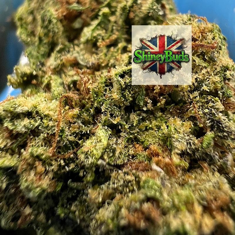 🇺🇸 Everlasting Gumdrop