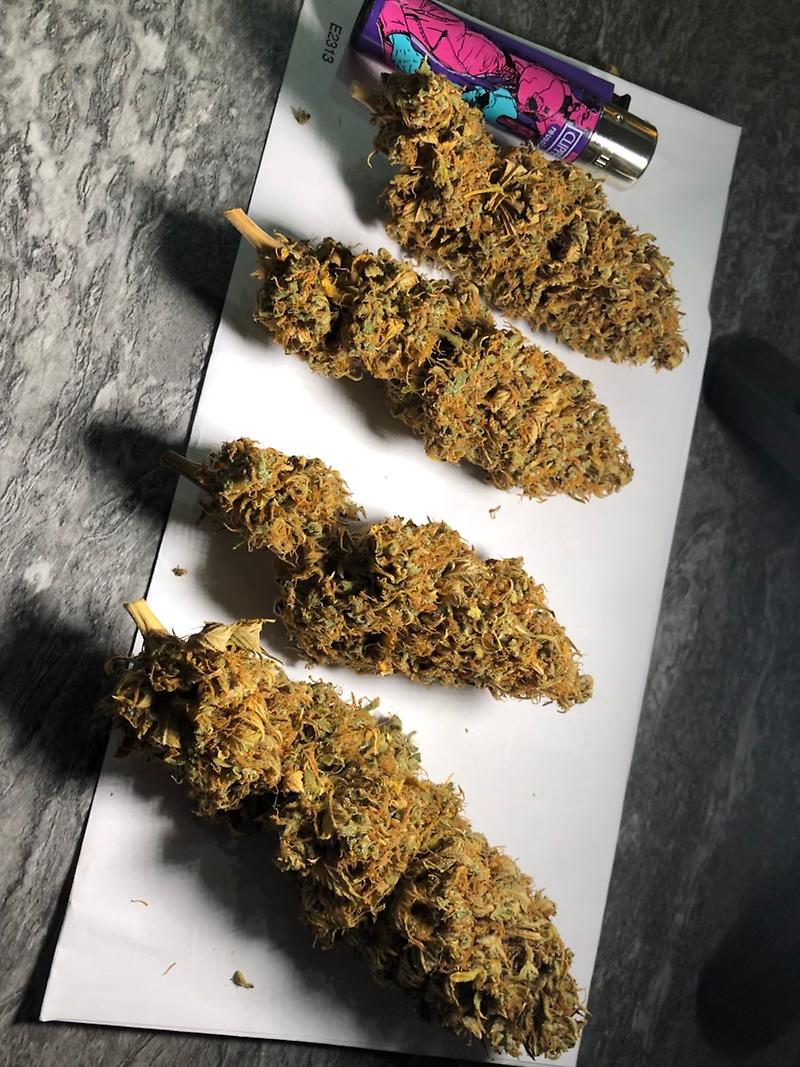 Blue Kush (Blueberry x OG Kush)