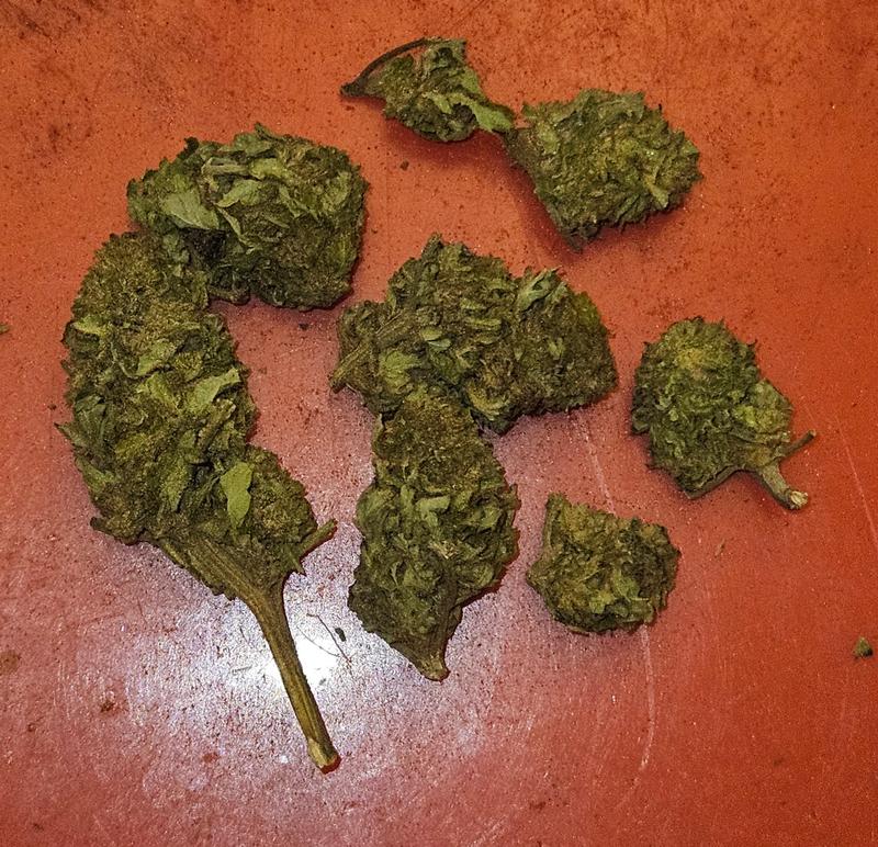 Liberty Haze - Organic UK Outdoor Grow 2024