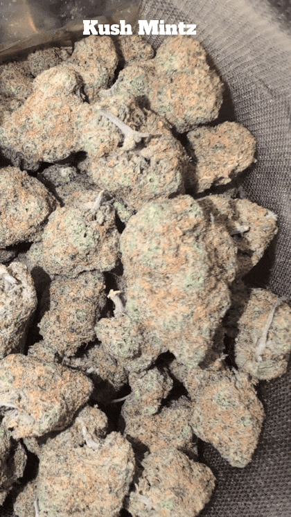 UK TOP SHELF SMALL BATCH🇬🇧 PGR FREE/ORGANIC