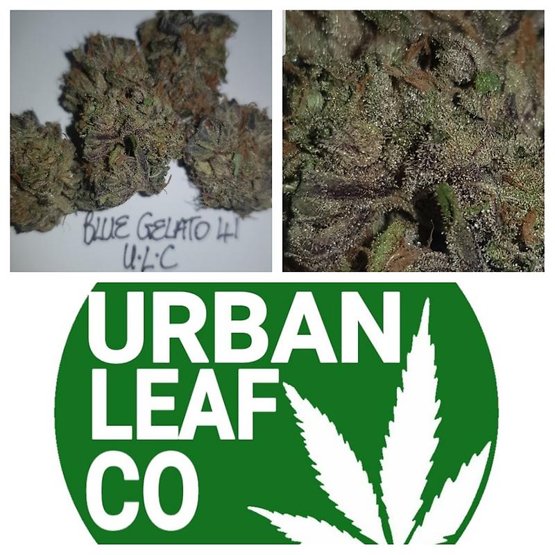 **BLUE GELATO 41 - (LIMITED STOCK)**