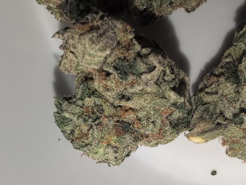 Z33 (Zkittlez x Gelato 33) UK TOP SHELF PREMIUM BUD