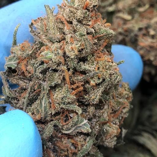 ORIGINAL SUPER SILVER HAZE - VERY FROSTY AND HUGE NUGS