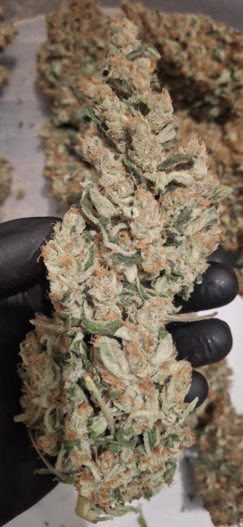 Delicious Strong Super Lemon Haze