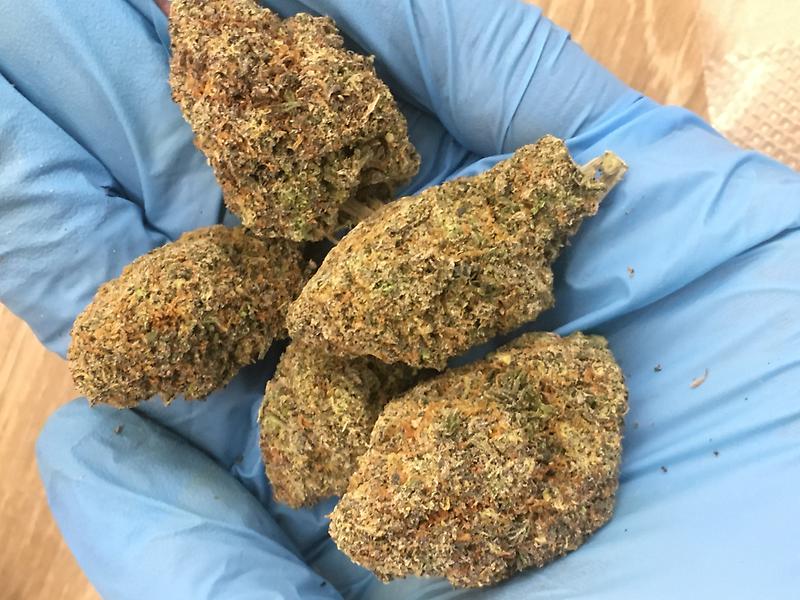 SUNSET SHERBET SPANISH IMPORT INDOOR LED LIGHT GROWN