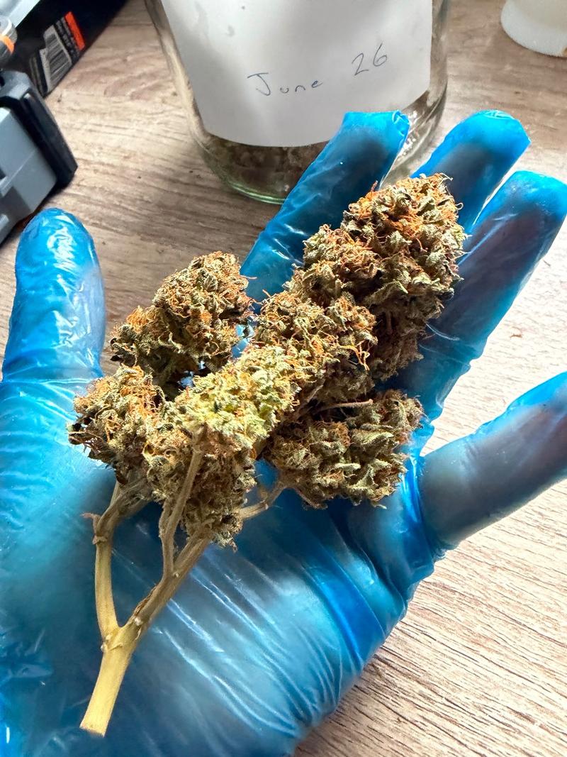 7g UK Variety Pack (3.5g Amnesia + 3.5g Northern Lights