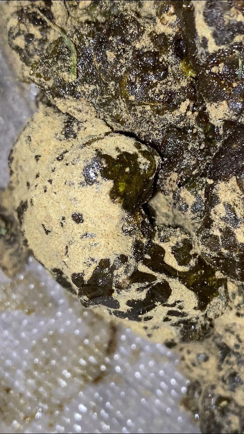 IMPORTED MOONROCKS🇺🇸