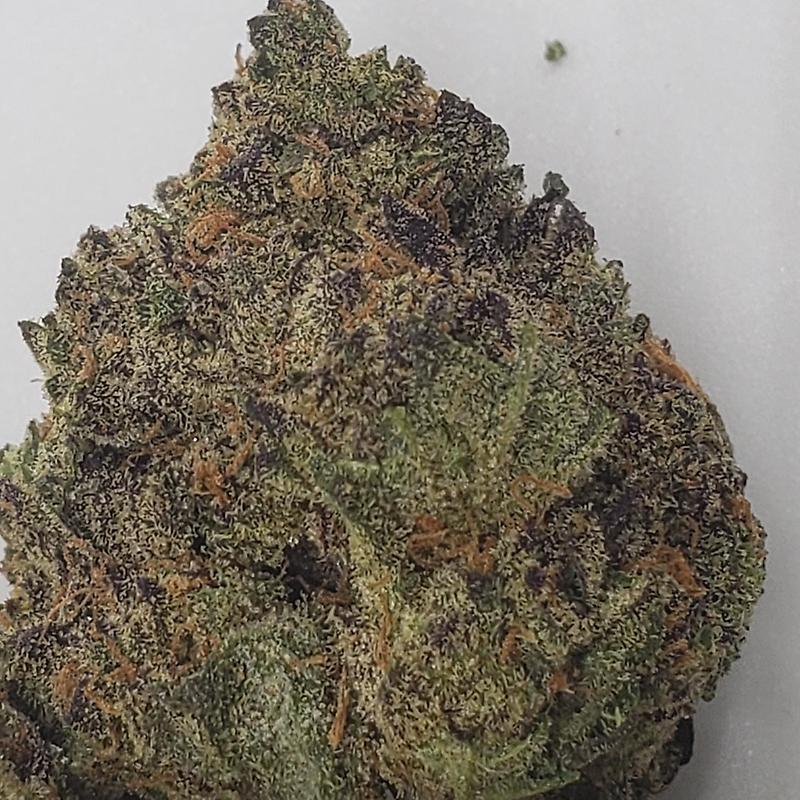 ICE CREAM CAKE (INDICA)