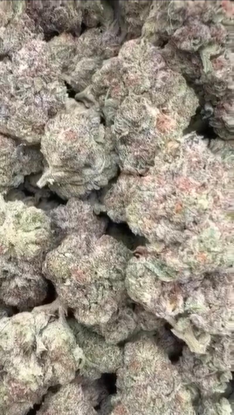 BLIZZARD 🇺🇸 TOP/MIDS