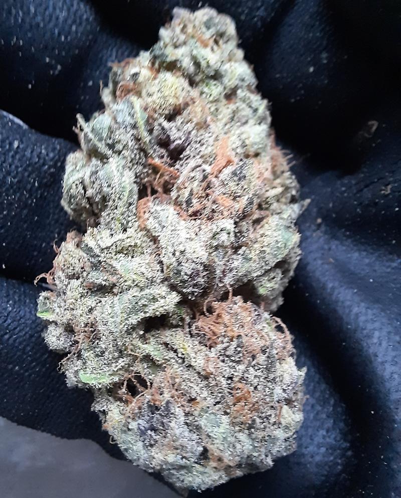 **PURPLE DAWG - (FREE RM 1ST CLASS)**