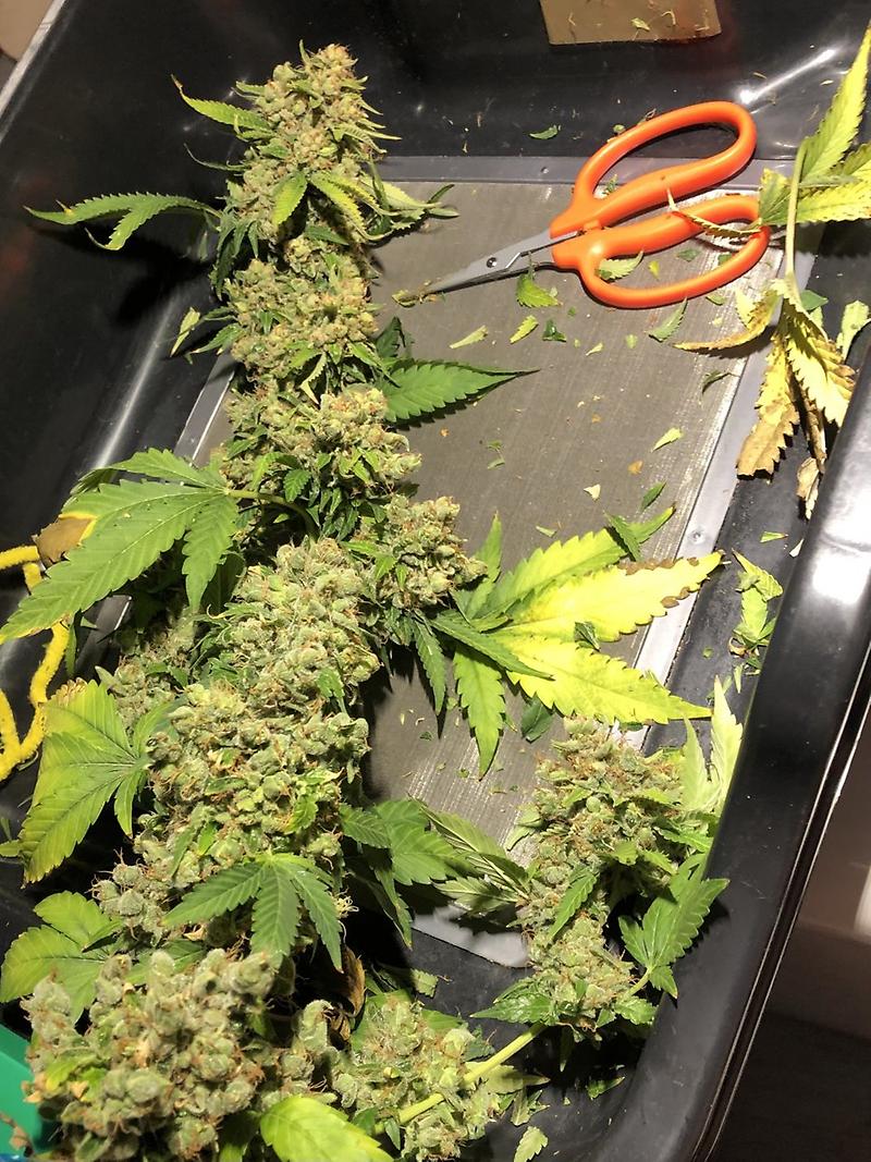 Blue Kush (Blueberry x OG Kush)