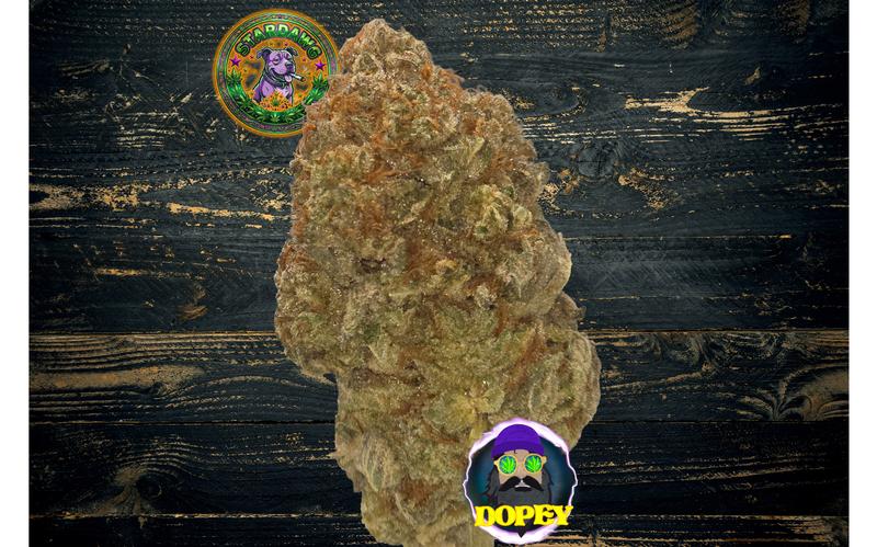 Stardawg