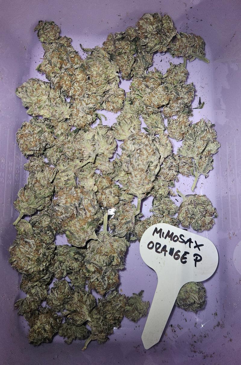 Mimosa X Orange Punch